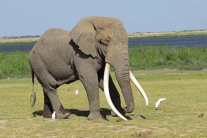 1 Day Tour to Amboseli Park And a Majestic Mt Kilimanjaro View
