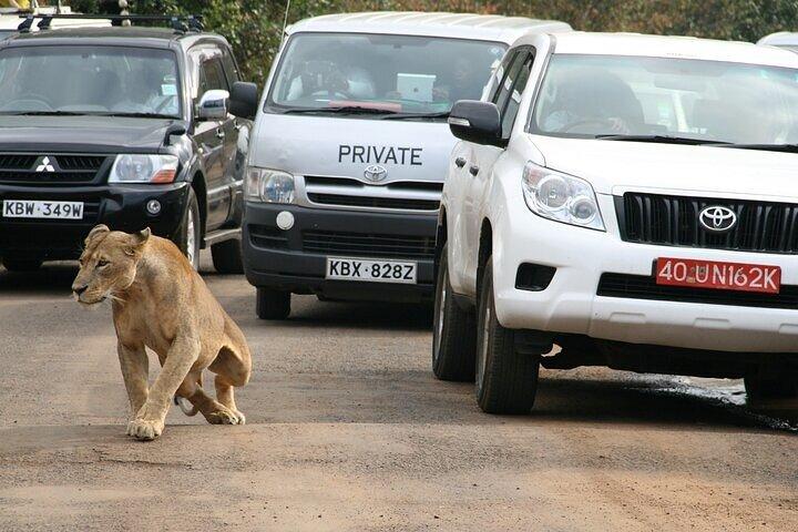 ナイロビ野生動物体験：ゾウ、キリン、サファリドライブ