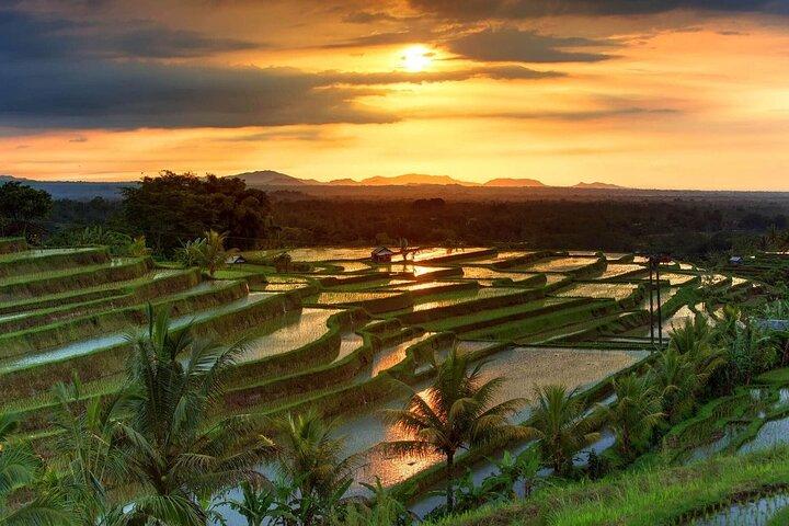 Aspectos destacados del norte de Bali + Terraza de arroz Patrimonio Paisajístico de la Unesco.
