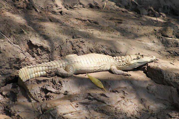 Peruanischer Amazonas Regenwald von Tambopata für 3 Tage 2 Nächte
