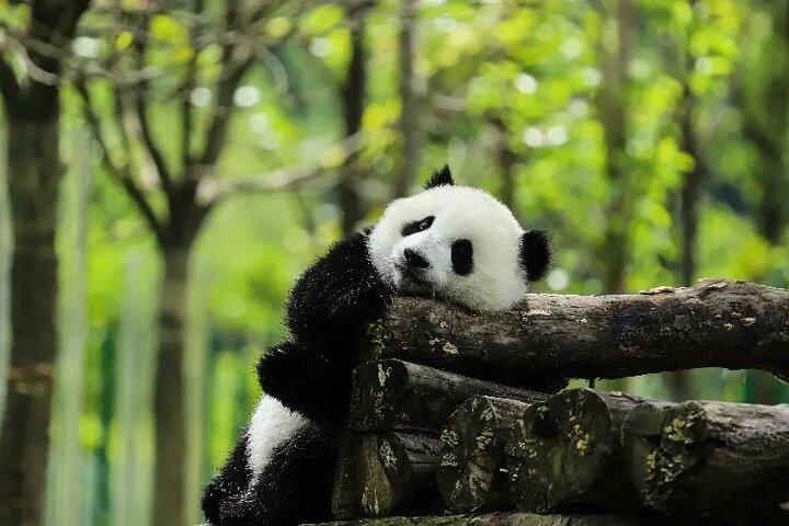 Small Group: 5 Day Jiuzhaigou and Chengdu Adventure