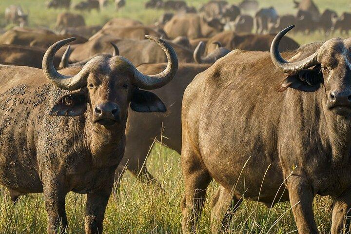 3 - Giornata Safari Maasai Mara : Game Drive ed esperienza culturale