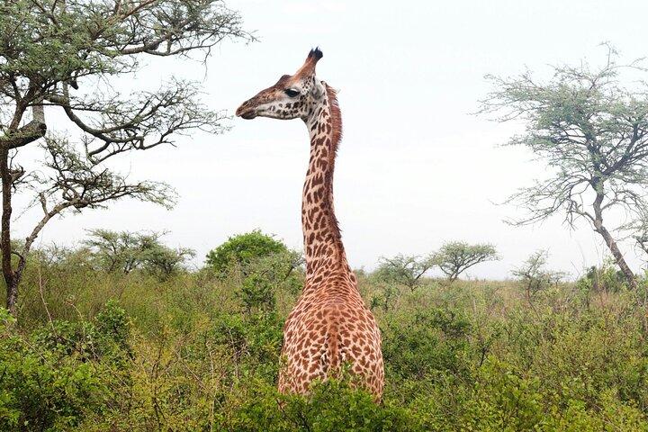 3 - Giornata Safari Maasai Mara : Game Drive ed esperienza culturale