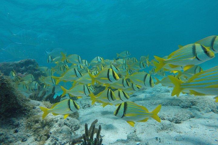 カンクンとプラヤ デル カルメンからの Isla Contoy & Isla Mujeres ツアー