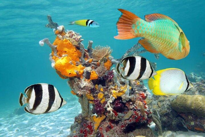 カンクンとプラヤ デル カルメンからの Isla Contoy & Isla Mujeres ツアー