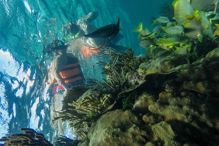 カンクンとプラヤ デル カルメンからの Isla Contoy & Isla Mujeres ツアー