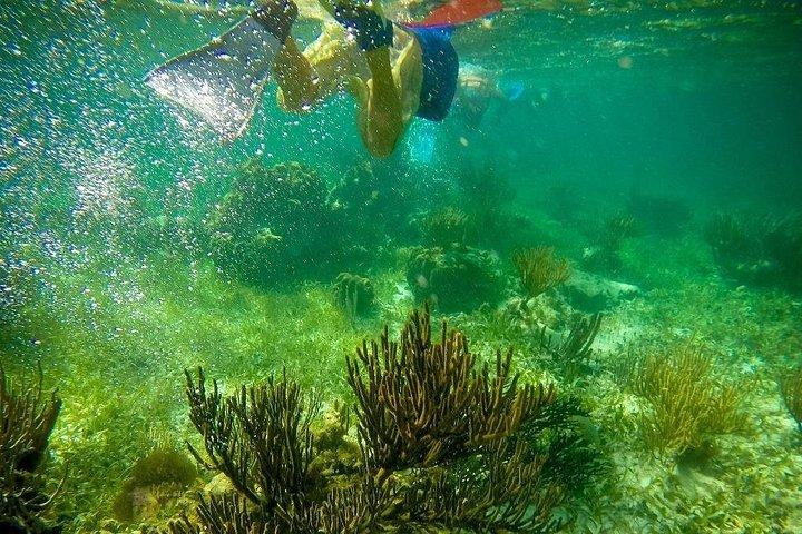 カンクンとプラヤ デル カルメンからの Isla Contoy & Isla Mujeres ツアー