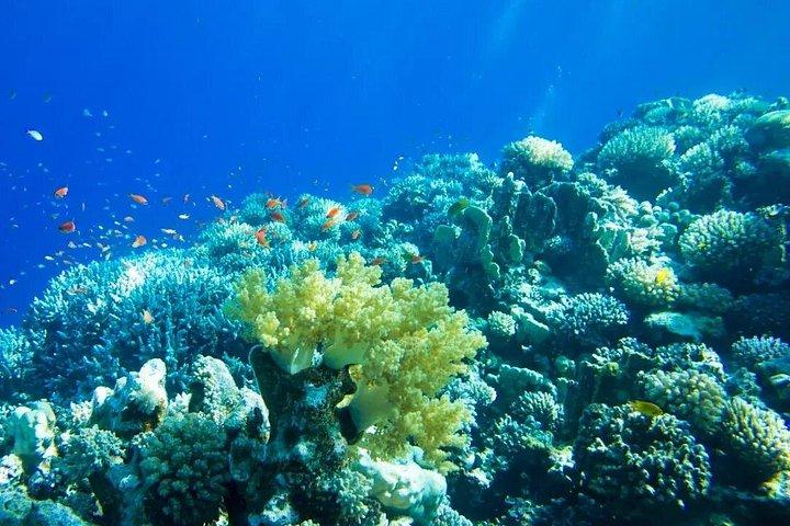 カンクンとプラヤ デル カルメンからの Isla Contoy & Isla Mujeres ツアー