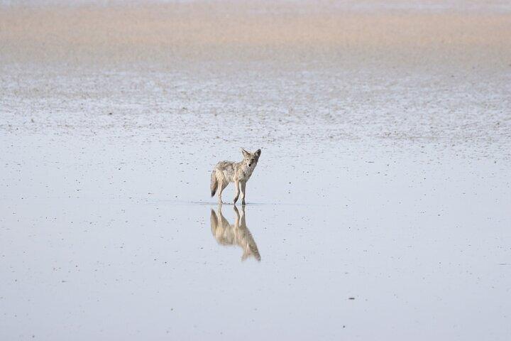 Private Antelope Island State Park Tour