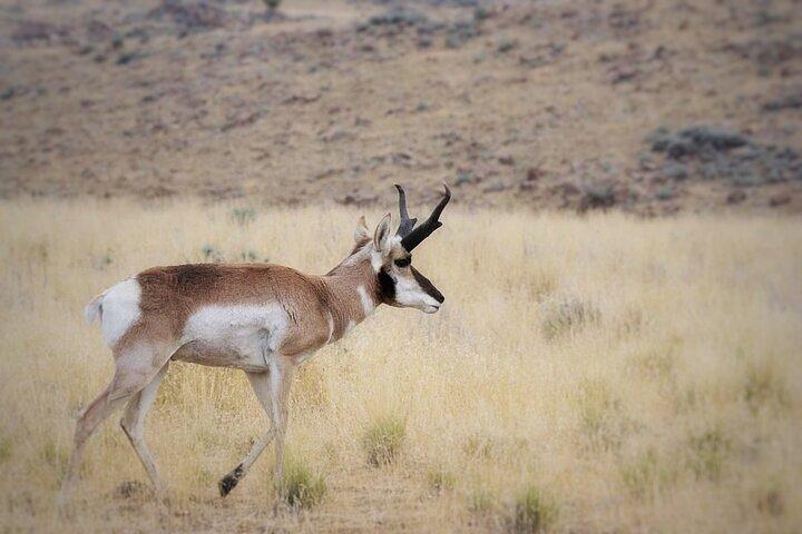 Private Antelope Island State Park Tour