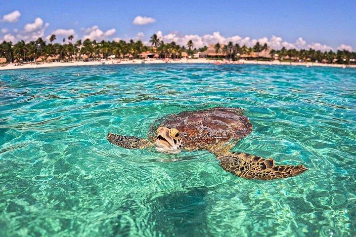 TULUM Jaguar Park Day Pass