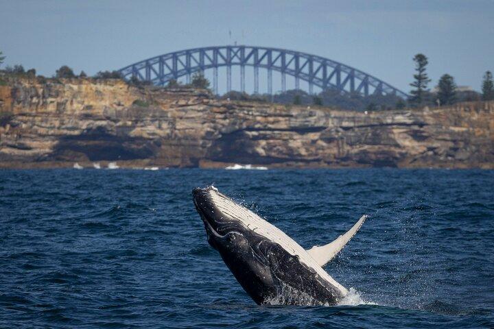 Sydney Whale Watching Cruise with Whale Sighting Guarantee