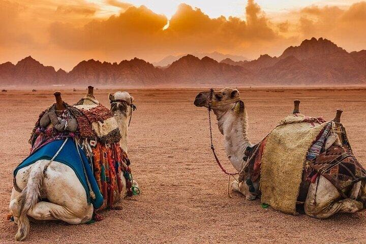 Sharm El Sheikh Desert Safari Quad Bike, Camel Ride & BBQ Dinner