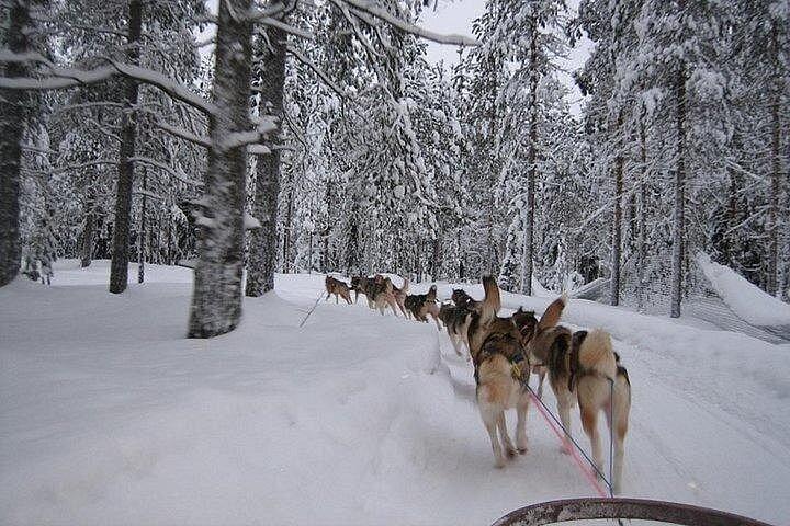 Experiência 5 - km Husky Safari de Levi