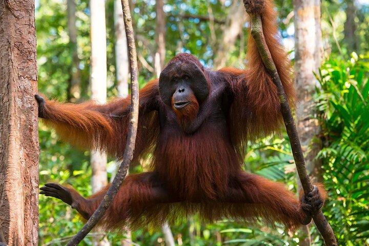 1 dag Orangutan Jungle Trek i Sumatra