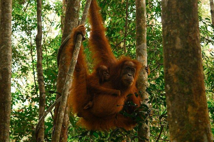 1 dag Orangutan Jungle Trek i Sumatra