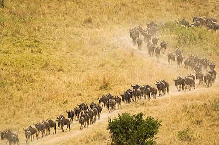 8-daags hoogtepunt van Tanzania Mid-Range Standard