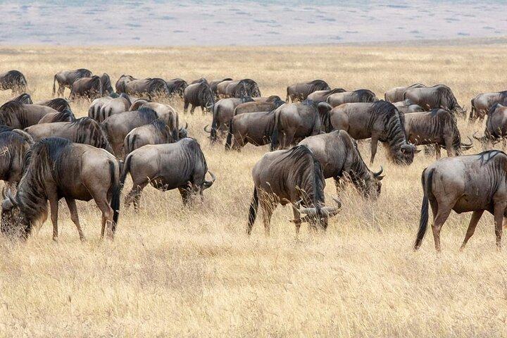 8-daags hoogtepunt van Tanzania Mid-Range Standard