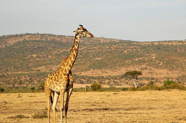 8-daags hoogtepunt van Tanzania Mid-Range Standard