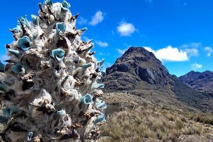 Cajas Nationalpark 360 Halvdagstur