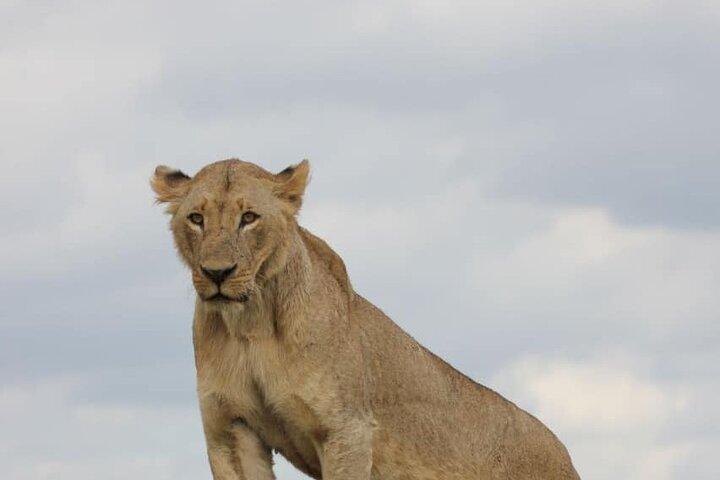 Nairobi National Park nattspel