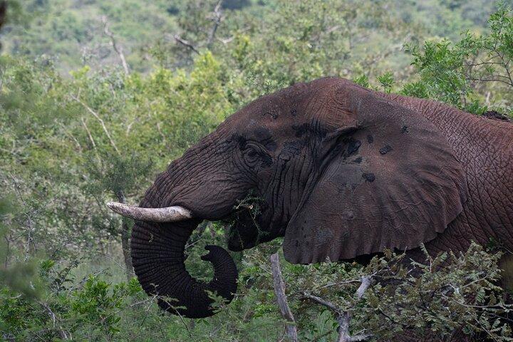 15-daagse natuurreis en vogelspotten in Rwanda en Oeganda