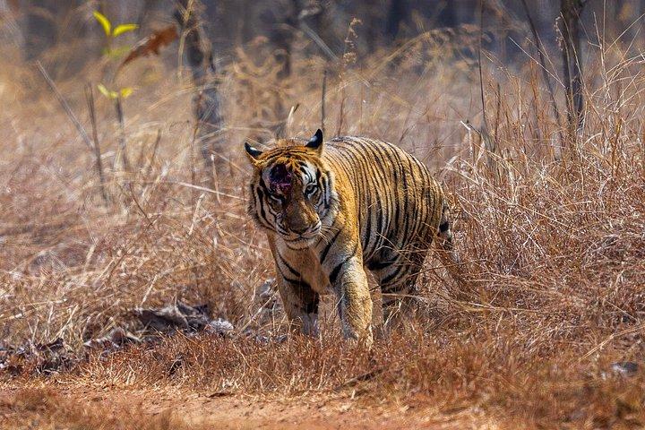 ワールド・オブ・ワイルドによる15日間のインディアン野生動物と文化ツアー