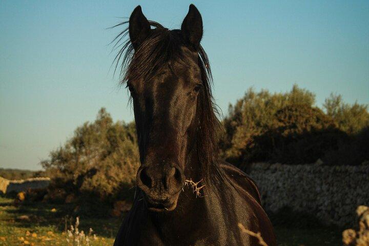 Noordhoek : Balade privée à cheval sur la plage au Cap