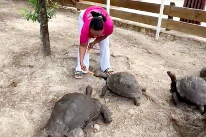 Laviscount Island, reuzenschildpadden en Long Bay Beach