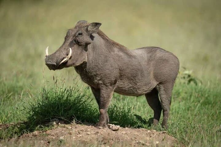 Explore the Maasai Mara and Nairobi City Tour