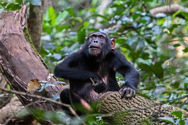 Safari de vida selvagem e primatas de 12 dias em Uganda
