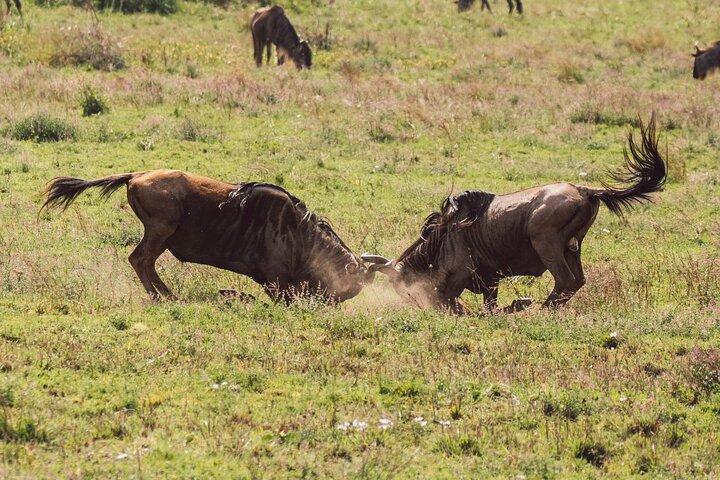 7 Días de Aventura Safari Económico en Circuito Norte