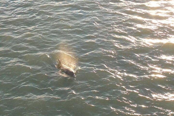 Delfin Sunset Cruise mit Getränken inklusive