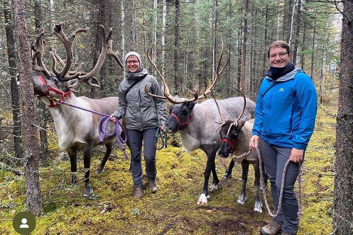 Incontro privato con le renne dell'Alaska e passeggiata nella foresta