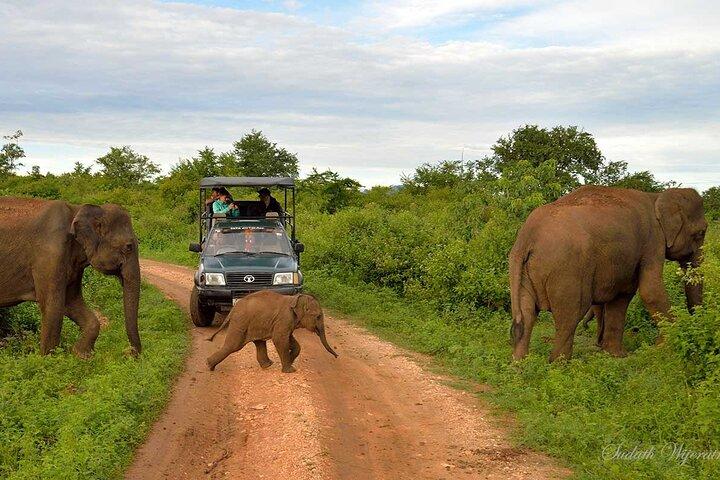 Safari di Udawalawe e trasferimento a Arugam Bay - Gita privata di un giorno
