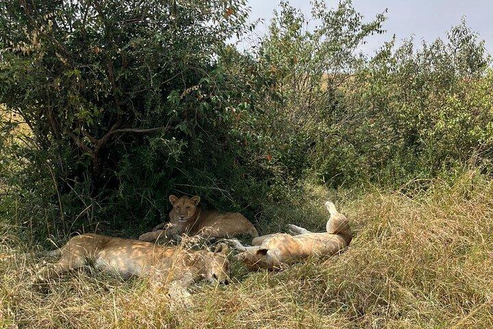 ナイロビとナイバシャからのマサイマラ日帰り旅行