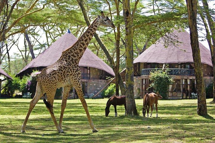 4 Jours Masai Mara Lake Naivasha 4X4 Land Cruiser Safari