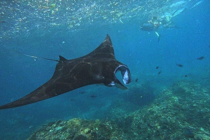 シュノーケリングと1日ヌサペニダ島西