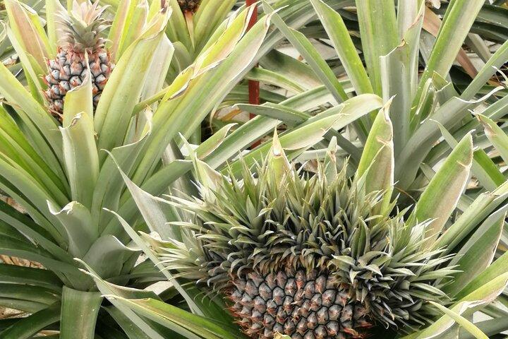 Private Ganztages- oder Halbtagestour auf der Insel São Miguel