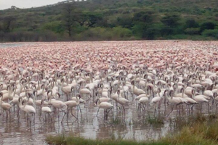 2 dagen Lake Bogoria en Lake Nakuru National Park Safari
