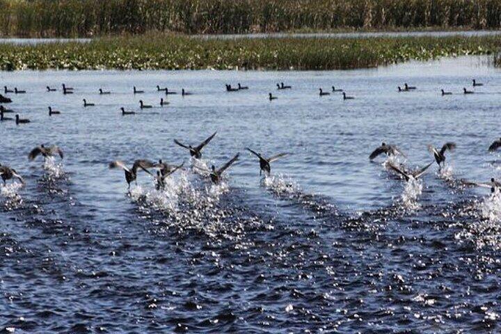 1 Stunde Florida Everglades Wildlife Tour