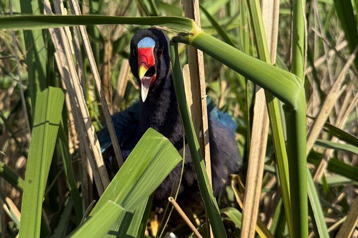 Airboat Swamp Tour