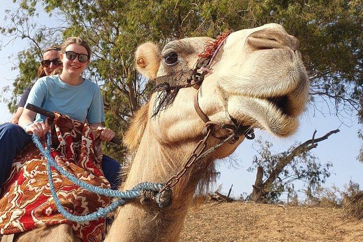 From Agadir: Camel Ride Flamingo River with Moroccan cakes & Tea