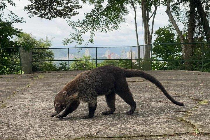 パナマ運河に入り、半日で街を探索しましょう