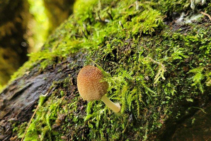 Explore Sierra Norte, Half-Day Hiking Adventure
