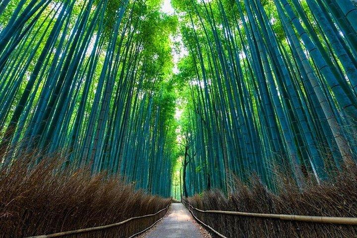 7日間で日本を探検 桜めぐり2026