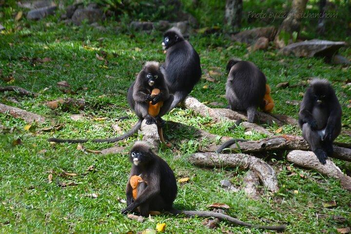 アントン国立海洋公園、サムイ島発ビッグボート