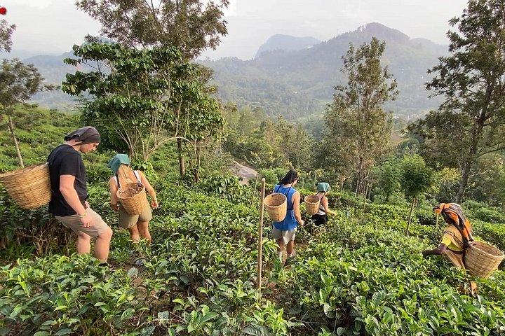 Get Ready to Explore Ella with Cultural Food Taste