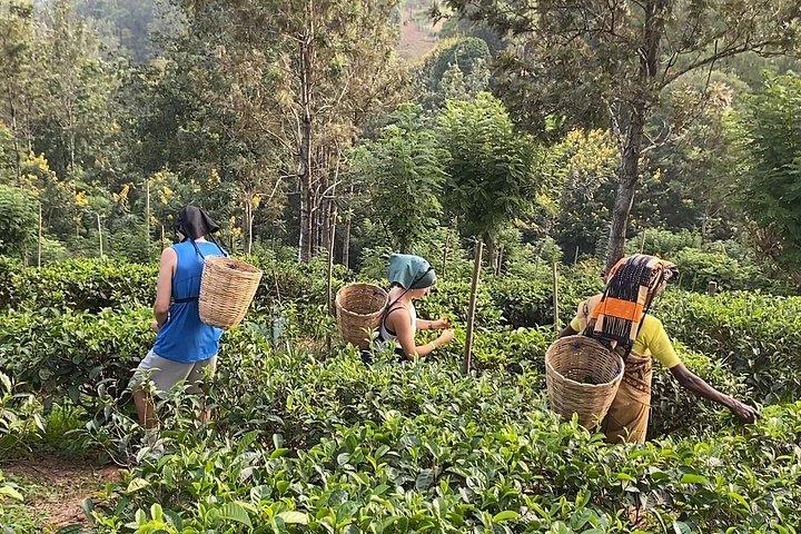 Get Ready to Explore Ella with Cultural Food Taste