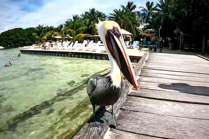 Heldags snorkling äventyr i Belize